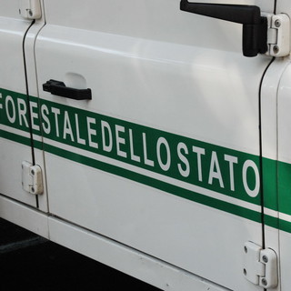 Pieve di Teco: uomo di 77 anni si perde mentre va per funghi, trovato dalla Forestale in 20 minuti