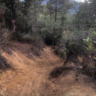 Bike park tra Monte Nero e Monte Bignone: oggi sopralluogo del Sindaco di Bordighera sui sentieri (Foto) Bike park tra Monte Nero e Monte Bignone: oggi sopralluogo del Sindaco di Bordighera sui sentieri (Foto)