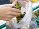 Sacchetti biodegradabili a pagamento nei supermercati: il Codacons avvia un'iniziativa per denunciare i responsabili