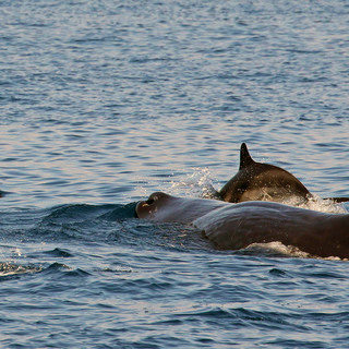Gli straordinari risultati delle ricerche Tethys 2022 sui cetacei del Santuario Pelagos (Foto) Gli straordinari risultati delle ricerche Tethys 2022 sui cetacei del Santuario Pelagos (Foto)