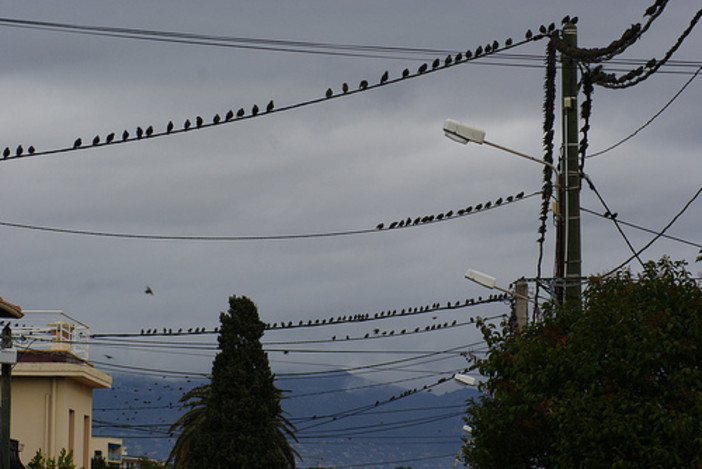 Sanremo: corrente che va e viene nella zona del Solaro per colpa degli stornelli, la protesta dei residenti all'Amaie