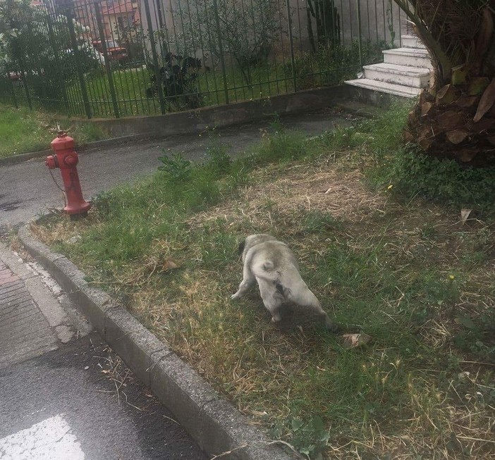 'Carlino' di 14 anni allontanatosi dalla casa di Calice Ligure avvistato a Sanremo: l'appello dei proprietari