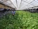 Sanremo: maxi serra adibita a piantagione di marijuana sequestrata dai Carabinieri, arrestati tre uomini