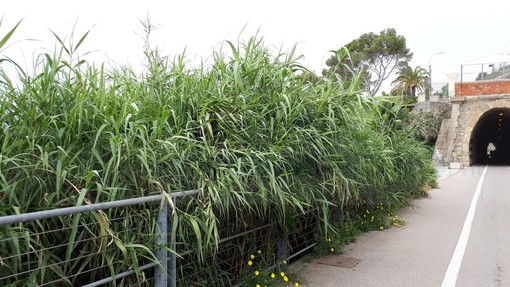 Sanremo: scarsa manutenzione sulla pista ciclabile, la lamentela di un lettore (Foto) Sanremo: scarsa manutenzione sulla pista ciclabile, la lamentela di un lettore (Foto)