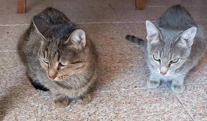 Due gattine inseparabili: Sol e Luna sono alla ricerca di una nuova famiglia che le accolga