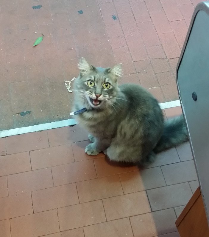 Sanremo: due commercianti si lamentano e da oggi 'Sugar' non sarà più tra i banchi del mercato annonario