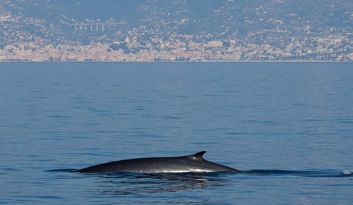 Sanremo punta sul suo mare: approvato il progetto di valorizzazione per il Santuario dei Cetacei ‘Pelagos’ Sanremo punta sul suo mare: approvato il progetto di valorizzazione per il Santuario dei Cetacei ‘Pelagos’