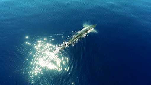 Consigliere comunale di Santo Stefano al Mare nel 'Santuario dei Cetacei': "E' davvero incredibile" (Foto e Video) Consigliere comunale di Santo Stefano al Mare nel 'Santuario dei Cetacei': "E' davvero incredibile" (Foto e Video)