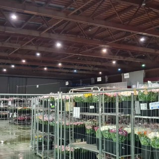 Coldiretti: il 2022 chiude in positivo per il comparto floricolo, Boeri "Importante riqualificare il mercato di Sanremo" Coldiretti: il 2022 chiude in positivo per il comparto floricolo, Boeri "Importante riqualificare il mercato di Sanremo"