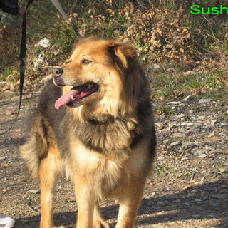 Ospedaletti: la cagnolina Sushi è in cerca di una vera famiglia Ospedaletti: la cagnolina Sushi è in cerca di una vera famiglia