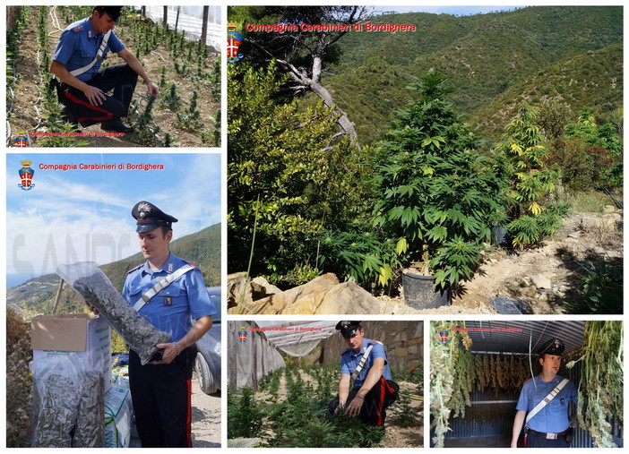 Convalidato l'arresto del 43enne di Ospedaletti che aveva trasformato la campagna in una coltivazione di 'maria' Convalidato l'arresto del 43enne di Ospedaletti che aveva trasformato la campagna in una coltivazione di 'maria'