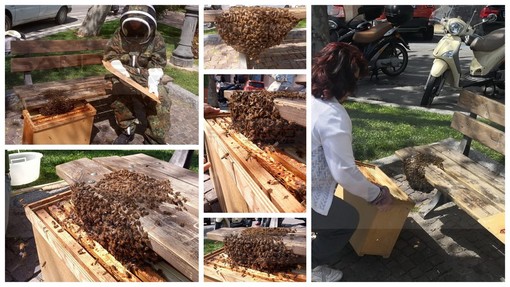 Sanremo: sciame d'api su una panchina del chiosco Ruffini, la Municipale fa intervenire l'apicoltrice (Foto e Video)