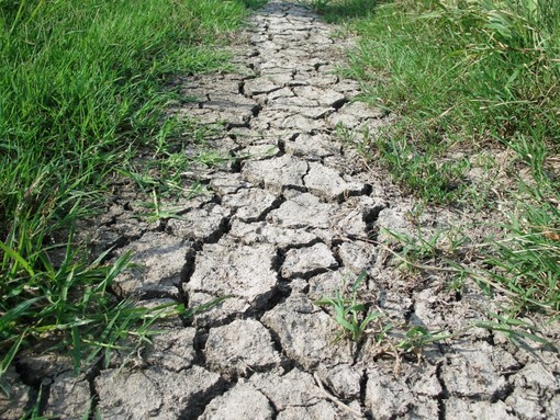 Coldiretti Imperia: siccità mette in ginocchio il settore agricolo, la Regione risponde positivamente allo stato di calamità naturale