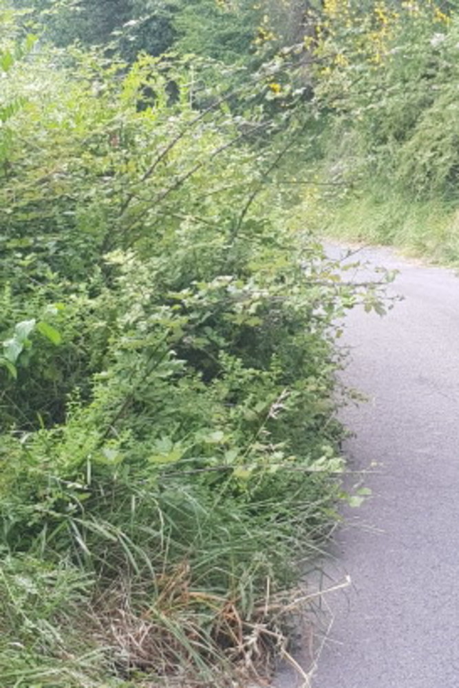Perinaldo: strada per Suseneo San Martino estremamente pericolosa, la segnalazione di un nostro lettore Perinaldo: strada per Suseneo San Martino estremamente pericolosa, la segnalazione di un nostro lettore