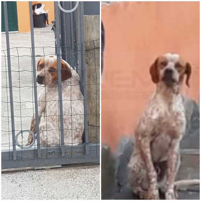 Sanremo: smarrito in località Beuzi il cane 'Spike', l'appello dei proprietari per chi lo avesse visto (Foto)