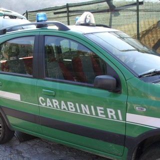 Imperia: gabbiano ferito, lettore racconta la sua esperienza "Chiamate i Carabinieri Forestali"