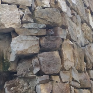 Sanremo: degrado, sporcizia e topi dietro la Chiesa di San Giuseppe, lettore chiede un intervento (Foto)