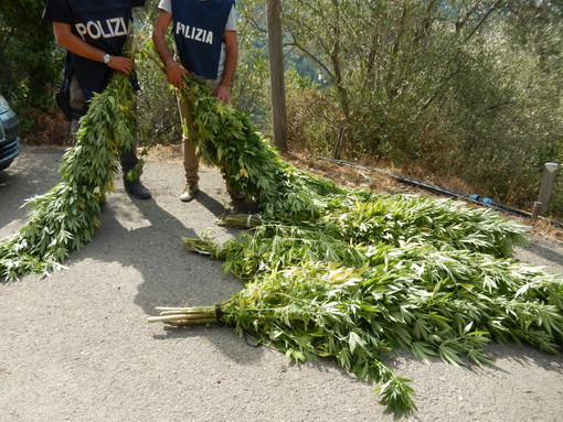 Perinaldo: un’altra piantagione di mariujana a cielo aperto sequestrata, intervento della Polizia di Stato (Video) Perinaldo: un’altra piantagione di mariujana a cielo aperto sequestrata, intervento della Polizia di Stato (Video)