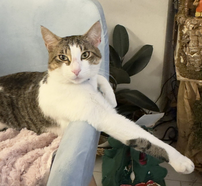 Sanremo: gatto smarrito in via Val del Ponte, appello ai residenti: si cerca Romeo, non abituato a uscire di casa (Foto) Sanremo: gatto smarrito in via Val del Ponte, appello ai residenti: si cerca Romeo, non abituato a uscire di casa (Foto)