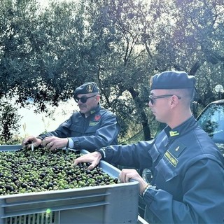 Olio venduto come 'Taggiasco' ma acquistato fuori zona: la Gdf di Savona denuncia due coniugi titolari di un agriturismo Olio venduto come 'Taggiasco' ma acquistato fuori zona: la Gdf di Savona denuncia due coniugi titolari di un agriturismo