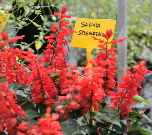 “Fiori a tavola, un business in espansione?” Il 2 maggio diretta de ‘La Forza della Natura’ in collaborazione con Hortives Milano “Fiori a tavola, un business in espansione?” Il 2 maggio diretta de ‘La Forza della Natura’ in collaborazione con Hortives Milano