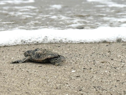 Riva Ligure, chiuso il presidio al nido di Petra: 80 le tartarughine nate. “Risultato straordinario, frutto di un lavoro di squadra” Riva Ligure, chiuso il presidio al nido di Petra: 80 le tartarughine nate. “Risultato straordinario, frutto di un lavoro di squadra”