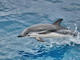 Missione ‘Pelagos’: il grande progetto didattico sul ‘Santuario dei cetacei’ ora a disposizione delle scuole Missione ‘Pelagos’: il grande progetto didattico sul ‘Santuario dei cetacei’ ora a disposizione delle scuole