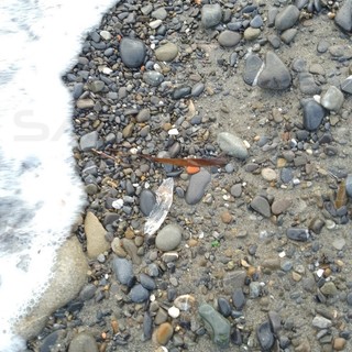 Riva Ligure: dopo le 'Velelle' sulla spiaggia compaiono anche le 'Scarpette di Venere' (Foto)