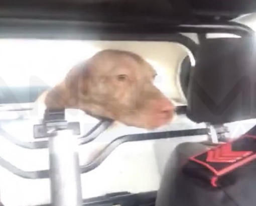 Sanremo: il cagnolone 'Spadino' ritrovato dai Carabinieri e riportato ai legittimi proprietari (Video)
