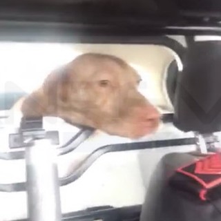 Sanremo: due Carabinieri salvano il cane 'Spadino', Deputato propone al Comandante dell'Arma un encomio