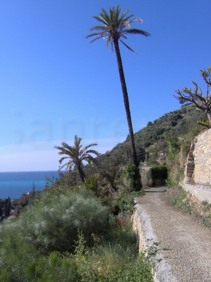Bordighera, nel Beodo passeggiata all’insegna del benessere e della salute (Foto) Bordighera, nel Beodo passeggiata all’insegna del benessere e della salute (Foto)