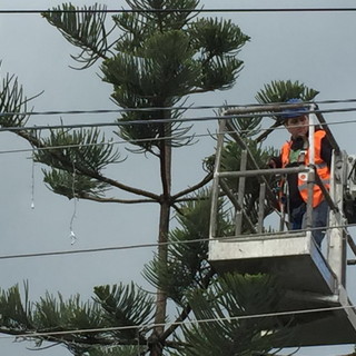 Sanremo: iniziato il lavoro di smontaggio delle luminarie in città, il via dallo storico 'pino' di piazza Colombo Sanremo: iniziato il lavoro di smontaggio delle luminarie in città, il via dallo storico 'pino' di piazza Colombo