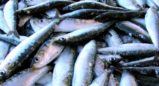 Parte anche nella nostra provincia l’attività di pesca sperimentale della 'Sardella', ovvero la 'Sardina pilchardus'