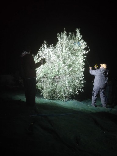 Pompeiana: sbattitura delle olive in una sera di luna piena nell’oliveto di Costa Panera dell’azienda Bassan