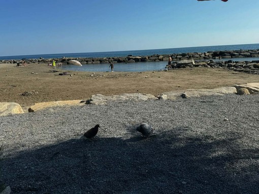 Piccione ucciso a sassate da quattro bambini sulla spiaggia di Riva Ligure: verifiche della Municipale Piccione ucciso a sassate da quattro bambini sulla spiaggia di Riva Ligure: verifiche della Municipale