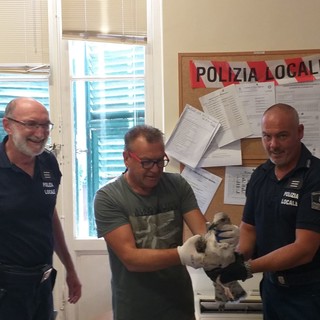 Diano Marina: cucciolo di gabbiano con problemi a un'ala soccorso dalla polizia locale nella zona del porto Diano Marina: cucciolo di gabbiano con problemi a un'ala soccorso dalla polizia locale nella zona del porto