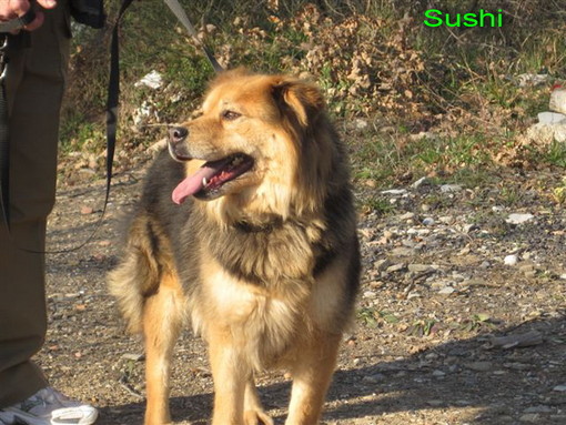 Ospedaletti: la cagnolina Sushi è in cerca di una vera famiglia Ospedaletti: la cagnolina Sushi è in cerca di una vera famiglia