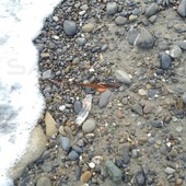 Riva Ligure: dopo le 'Velelle' sulla spiaggia compaiono anche le 'Scarpette di Venere' (Foto) Riva Ligure: dopo le 'Velelle' sulla spiaggia compaiono anche le 'Scarpette di Venere' (Foto)