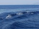 È partito il crowdfunding per sostenere il progetto di ricerca sui delfini costieri del ponente ligure