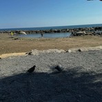 Piccione ucciso a sassate da quattro bambini sulla spiaggia di Riva Ligure: verifiche della Municipale Piccione ucciso a sassate da quattro bambini sulla spiaggia di Riva Ligure: verifiche della Municipale