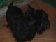 Sanremo: i due scottish terrier sono tornati nella loro casa