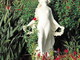 Sanremo: domani visita alla scoperta di ville e giardini della Belle Epoque Sanremo: domani visita alla scoperta di ville e giardini della Belle Epoque
