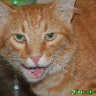 Sanremo: domani al centro Fortesan di via Roma la 'Lega del Gatto' per il cibo dei randagi