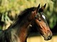 Camporosso: sabato prossimo al centro equestre Val Nervia, giochi a tema, musica e sorprese per tutti Camporosso: sabato prossimo al centro equestre Val Nervia, giochi a tema, musica e sorprese per tutti