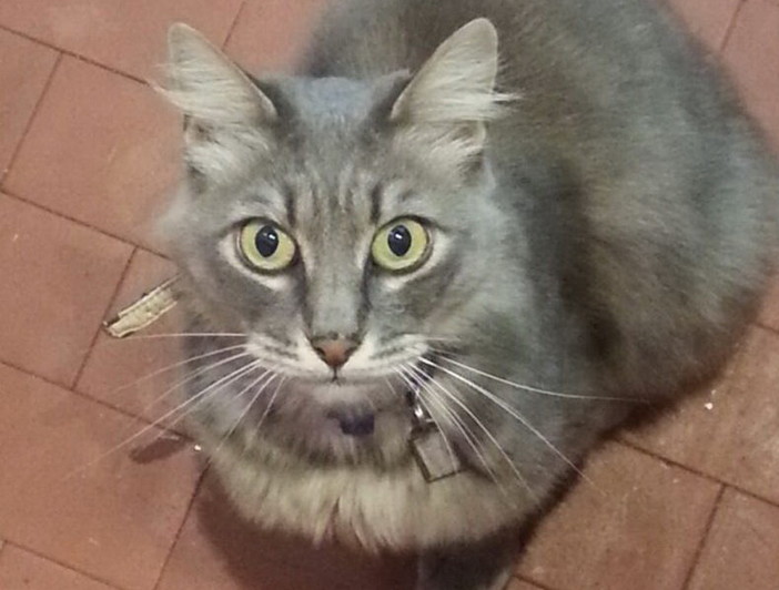 Sanremo: Annonario triste per la mancanza di Sugar, ma spunta una Legge europea che potrebbe farlo tornare