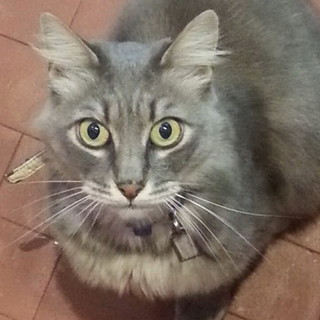 Sanremo: Annonario triste per la mancanza di Sugar, ma spunta una Legge europea che potrebbe farlo tornare