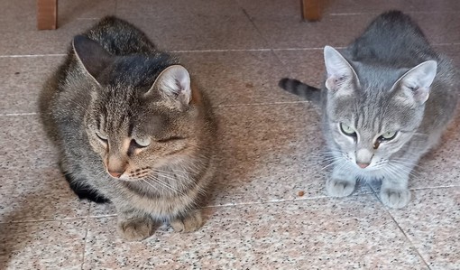 Due gattine inseparabili: Sol e Luna sono alla ricerca di una nuova famiglia che le accolga