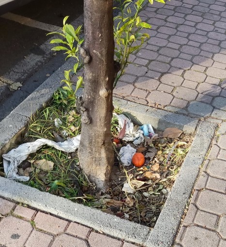 Sanremo: sporcizia e degrado nelle aiuole di corso Cavallotti, lettore chiede più pulizia (Foto)