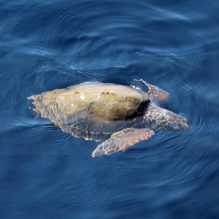 Imperia: domattina alle 10 al Museo Navale un incontro su “Santuario Pelagos. Un ecosistema da riscoprire e valorizzare” Imperia: domattina alle 10 al Museo Navale un incontro su “Santuario Pelagos. Un ecosistema da riscoprire e valorizzare”