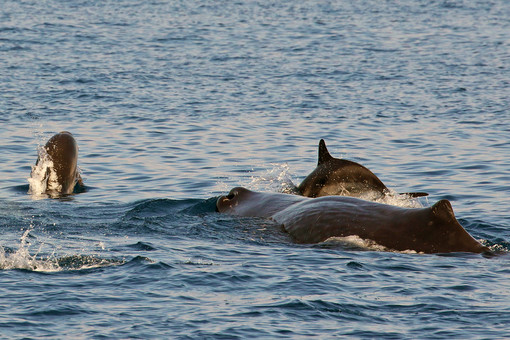 Gli straordinari risultati delle ricerche Tethys 2022 sui cetacei del Santuario Pelagos (Foto) Gli straordinari risultati delle ricerche Tethys 2022 sui cetacei del Santuario Pelagos (Foto)